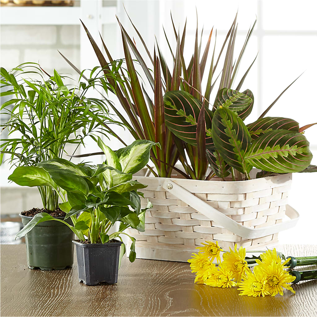 Florist Designed Blooming and Green Plants in a Basket – The Flower Station, Paris TN