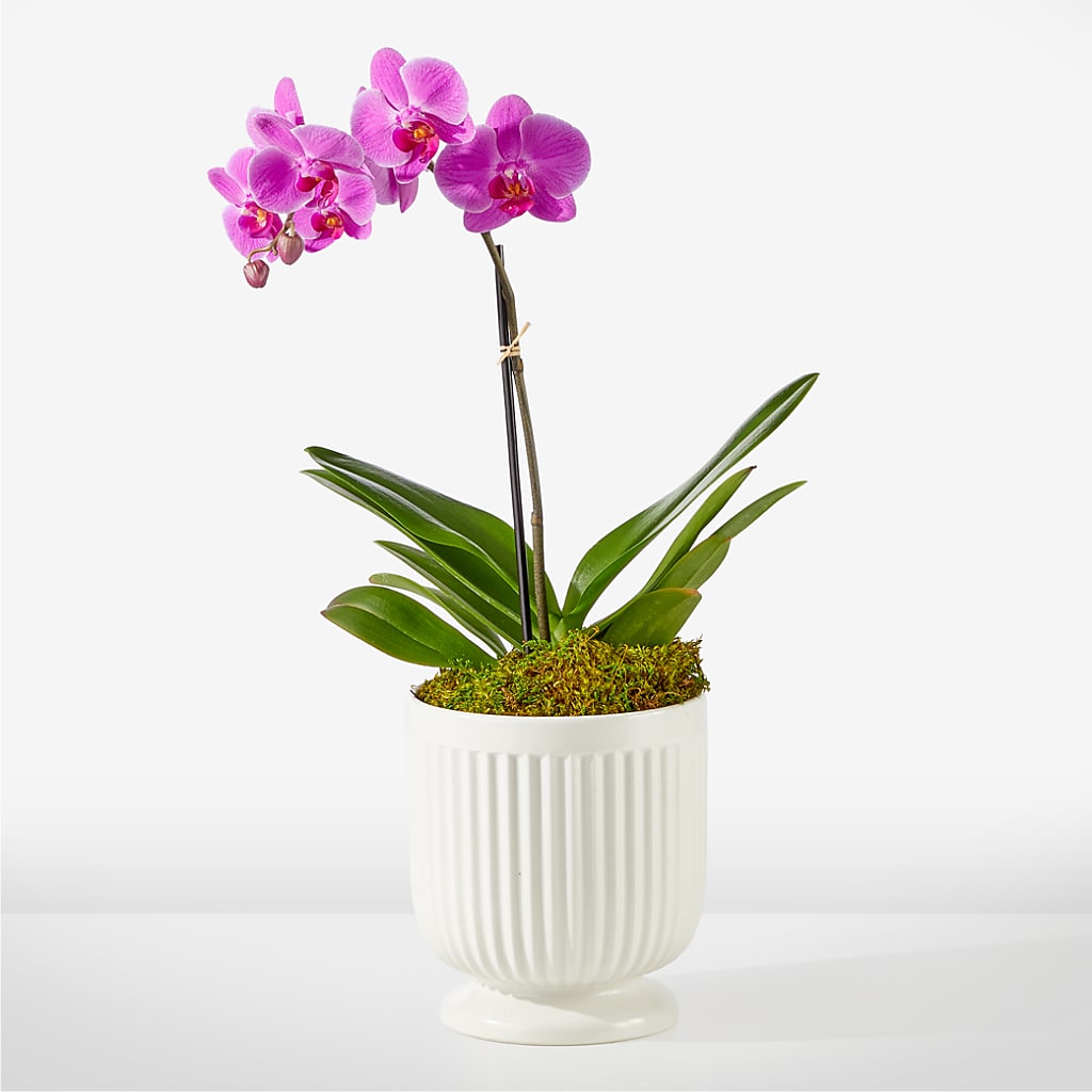 Friendly Fuchsia Orchid – The Flower Station, Paris TN