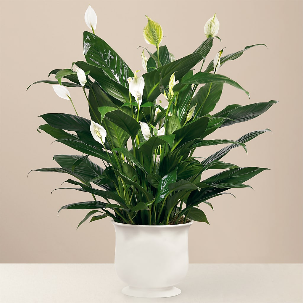 Comfort Planter – The Flower Station, Paris TN