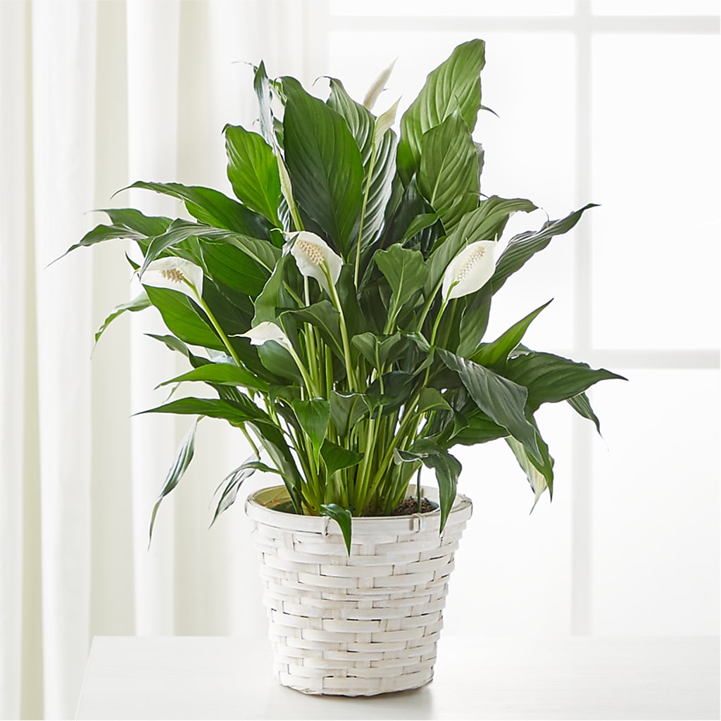 A New Leaf Peace Lily – The Flower Station, Paris TN