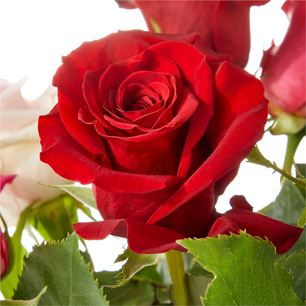 Love Notes Rose Bouquet – The Flower Station, Paris TN