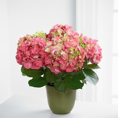 Pink Hydrangea Planter –  The Flower Station, Paris TN