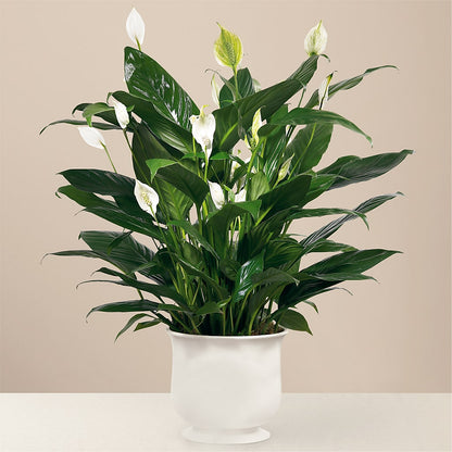 Comfort Planter –  The Flower Station, Paris TN