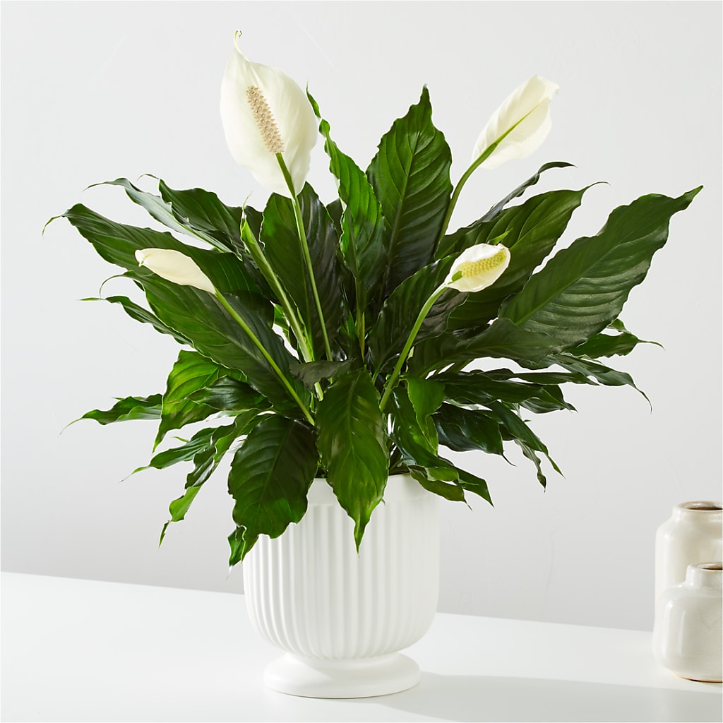 Comfort Planter –  The Flower Station, Paris TN