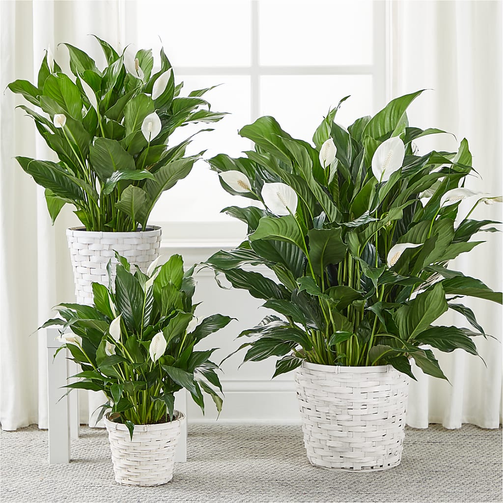 A New Leaf Peace Lily –  The Flower Station, Paris TN